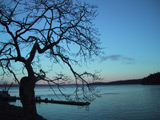 Silhouette of tree overlooking harbor