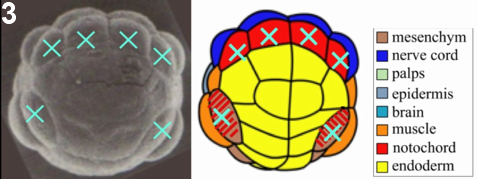 links to figure3