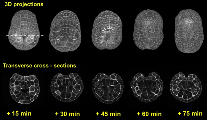 links to figure3