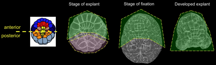 links to figure5