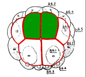 Boltenia vegetal plate