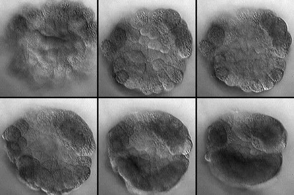 Time-lapse movie of isolated A6.1 cell