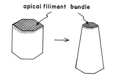 Apical contrcation