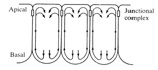 Cortical
