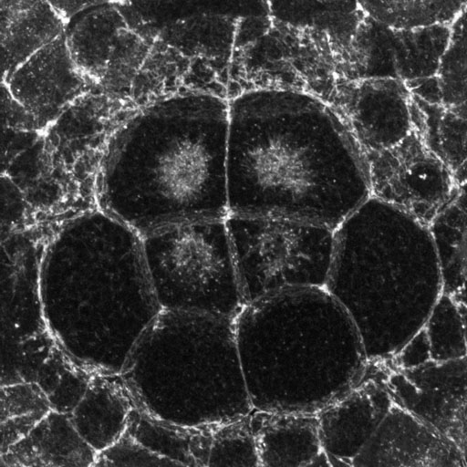Endoderm cells, description follows. Link to larger image in new window.