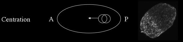 centration