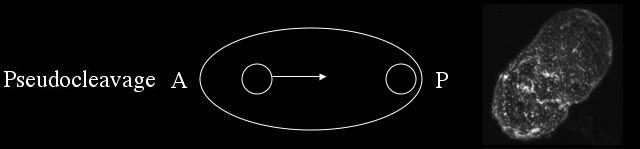 pseudocleavage