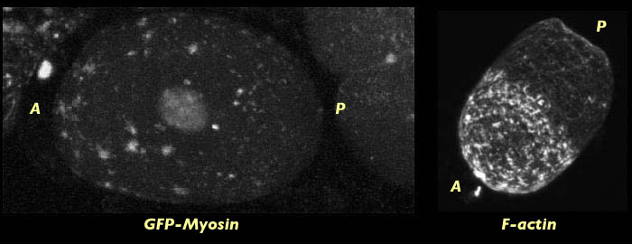 m56 myosin