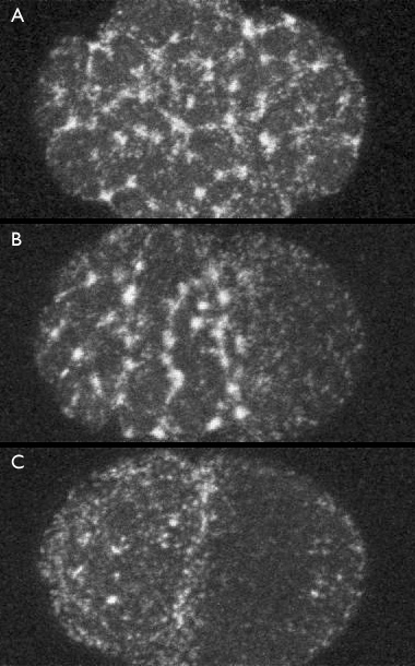 myosin