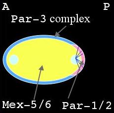 protein 1