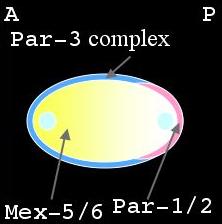 protein 2