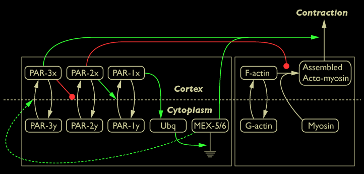 whole network