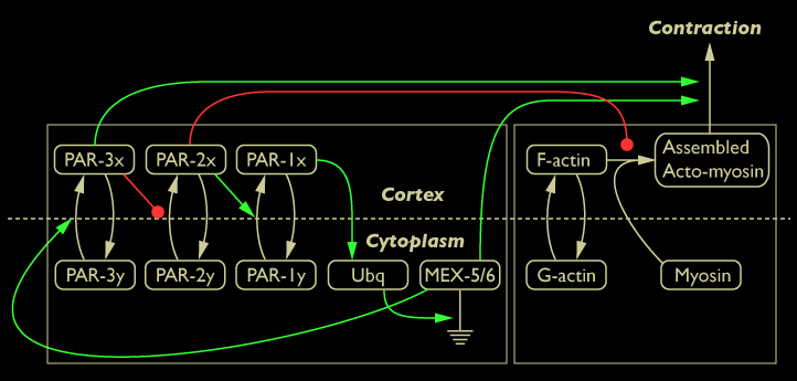 parmex network 2b