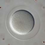 dendraster zygote, thumbnail link to larger image in new window.