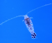 copepod, thumbnail link to larger image in new window.