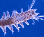 polychaete, thumbnail link to larger image in new window.