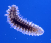 polychaete, thumbnail link to larger image in new window.