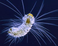 Link to Plankton Gallery