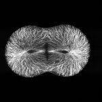 10telophase.jpg