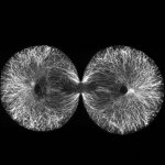 13interphase