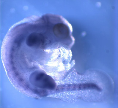 embryo photo