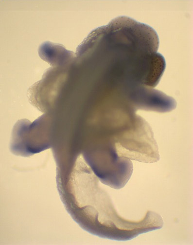 embryo photo