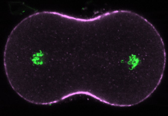 Wide myosin recruitment zone after nocodazole treatment