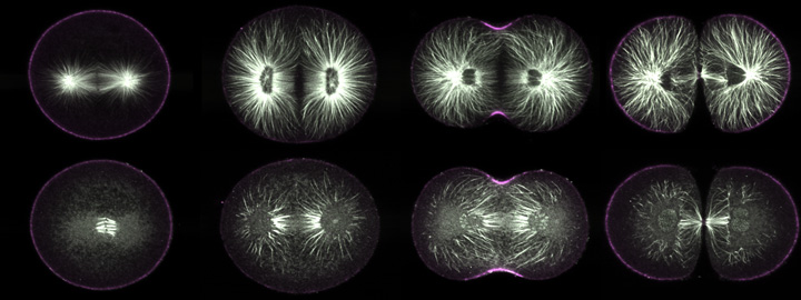 Stable microtubules during first cleavage in purple urchin embryos.