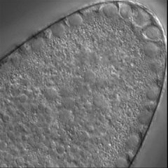 Nasonia 
embryo, link to movie