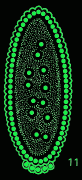 Detail of Early Drosophila cartoon, link opens new window