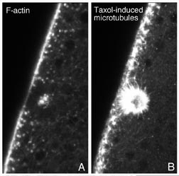 Thumbnail link to new window showing large view of fig. 6, 316K. Description follows.