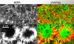 Thumbnail link to new window showing large view of fig. 8, 188K. Description follows.