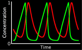 Endocycle Graph