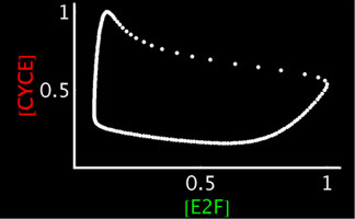 Endocycle phase plot