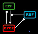 Endocycle Schematic