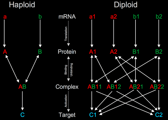 Modeling framework used in Ingeneue.