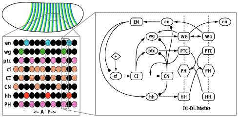 Fruit fly embryo genetic pattern of expression and regulatory interaction diagrams