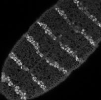 Micrograph of engrailed expression on ventral side of extended germ-band stage fly embryo. 