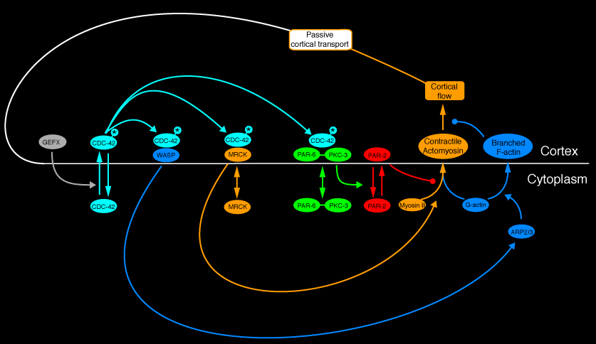 diagram, described above and key below