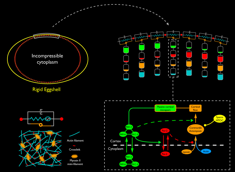 diagram, described above and key below